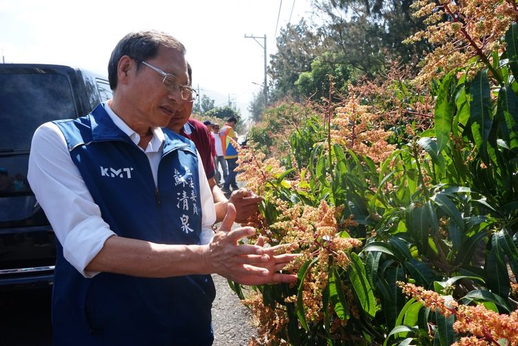 屏東枋山芒果傳病蟲害!災損恐破300公頃 蘇清泉勘災「不讓看守內閣擺爛」|壹蘋新聞網