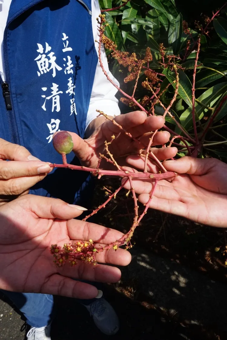 輕搖芒果樹枝，花果便紛紛掉落。蘇清泉服務處提供