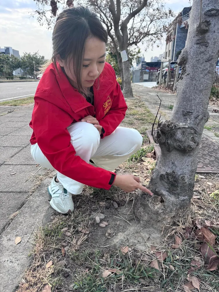 員林市代張瑀瑩日前勘查行道樹被下毒情況。翻攝張瑀瑩臉書