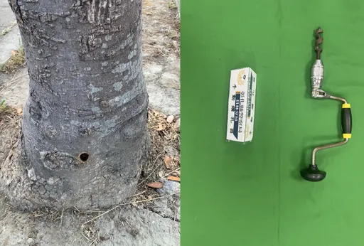 抓到了!员林行道树枯死 竟是油漆包商不满落叶「买凶杀树」