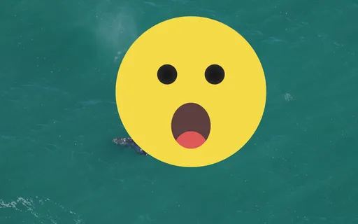 大西洋絕跡200年　罕見海中巨獸高清空拍照曝光