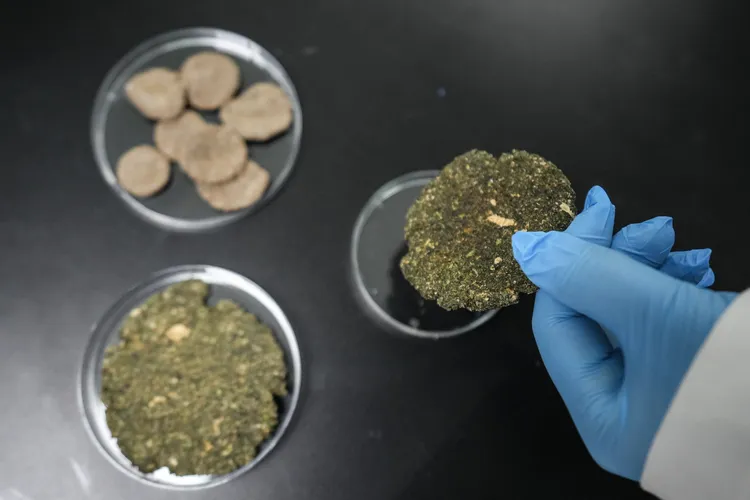 海豹媽媽的餅乾。新華社