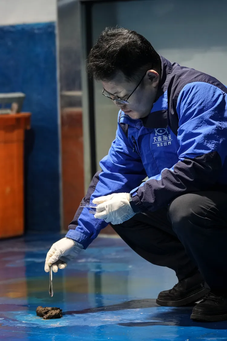 羅珺採集海豹糞便。新華社