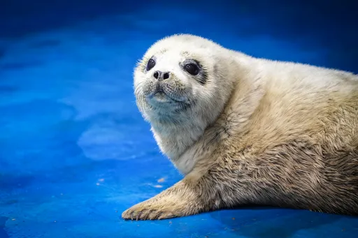 這間「海豹月子中心」專家天天為母嬰把屎把尿 管吃管喝