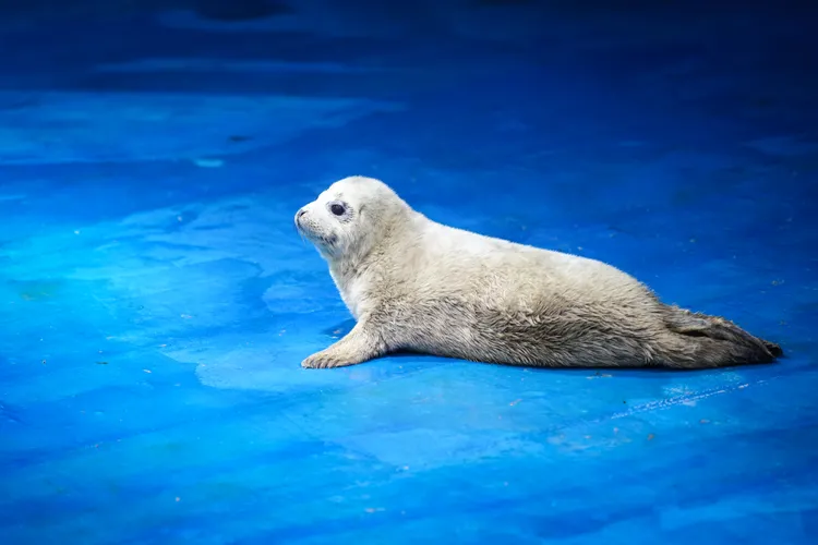 今年在「大連聖亞海洋生物研究」出生的西太平洋斑海豹幼崽。新華社