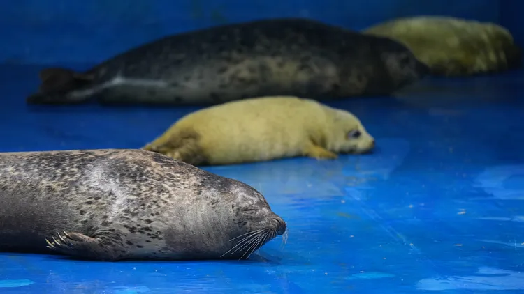 「大連聖亞海洋生物研究」的西太平洋斑海豹。新華社