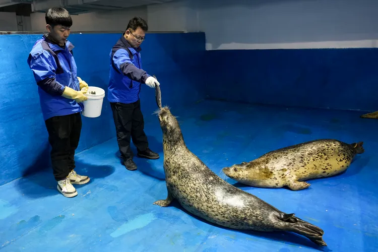 羅珺（右）餵食時也觀察健康情況。新華社