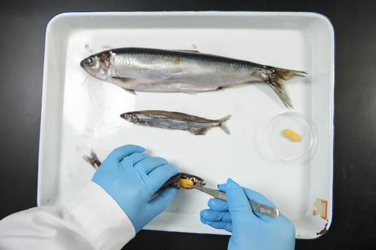 羅珺將營養素加入食物中。新華社