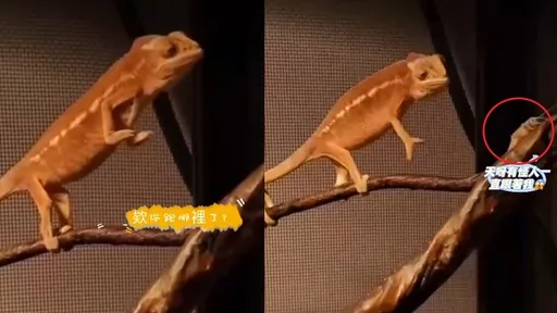 變色龍見晚餐跑了好無助 呆萌表情曝光