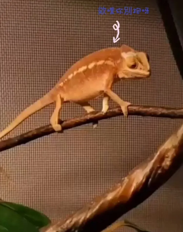  變色龍是樹棲的爬蟲類。FB：Nelson Chen 提供