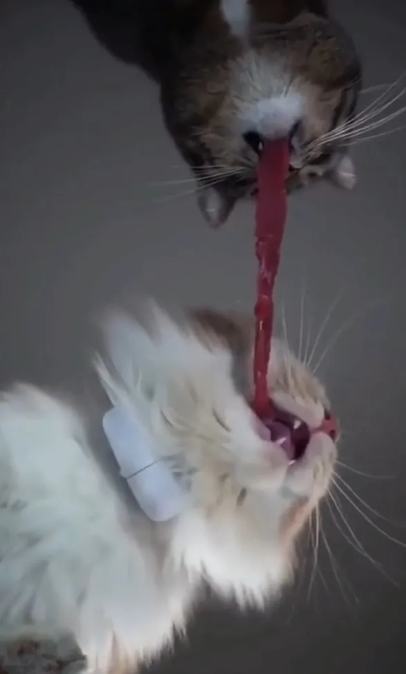 這不是咬舌頭，是貓咪在搶肉。IG @catlovers294 提供