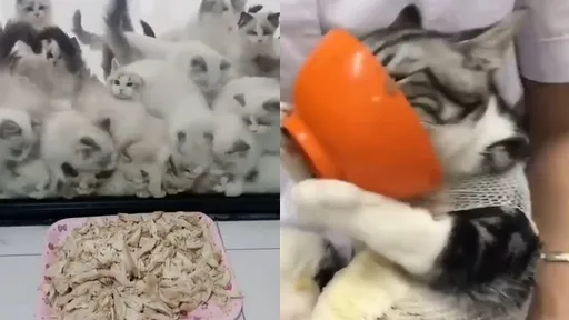 大膽奴才!偷拍主子群「罐罐爭奪戰」 捧碗舔食全都錄