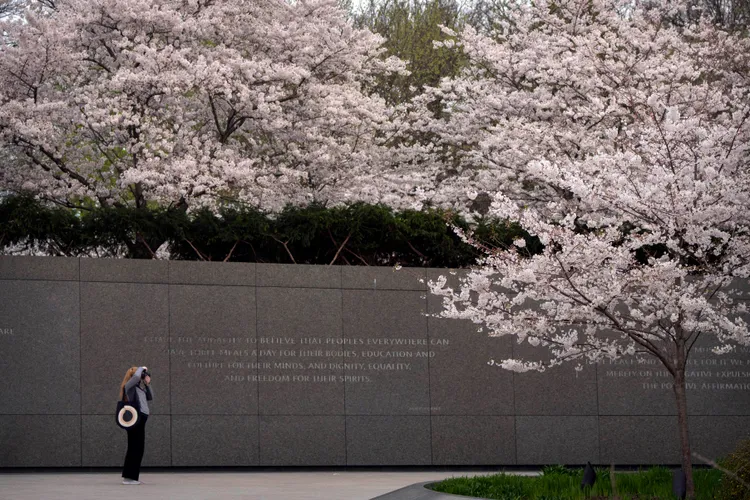 1名女遊客18日在潮汐湖畔的馬丁路德金恩紀念堂拍櫻花。美聯社