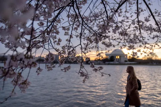 全球暖化美國華府櫻花提前滿開　日本東京、京都預測24日櫻花開