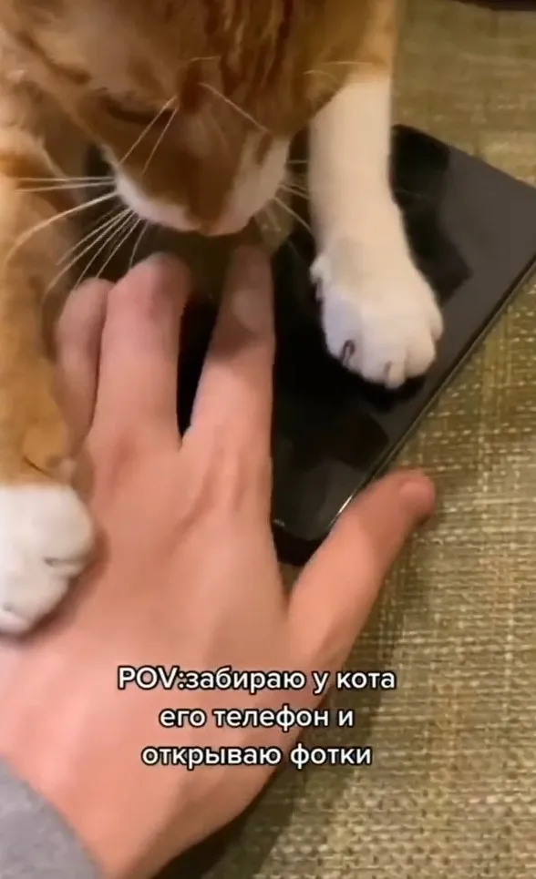 人類愛玩手機，喵星人也不例外。IG @cats_dog_earth 提供