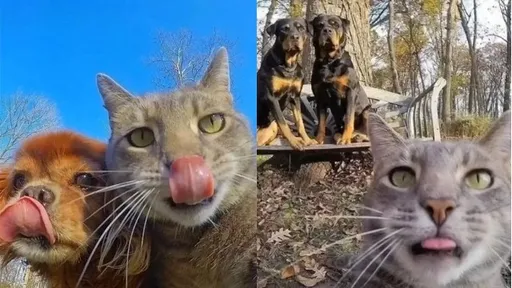 工讀生快出來！喵星人手機自拍「超會」　鏟屎官一看傻爆眼