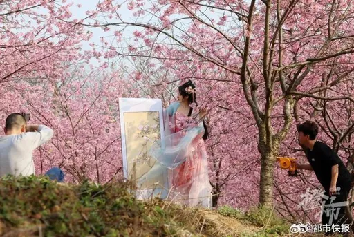 中國每天500網紅衝「花花世界頂流」　自備吹風機、牡丹圖拍美照