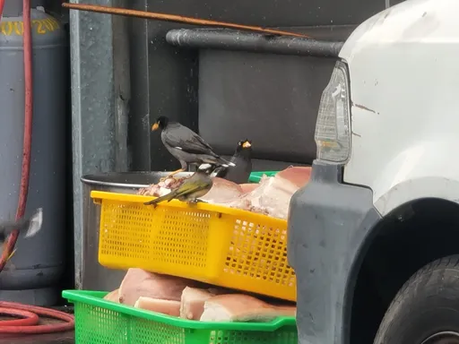 台中知名爌肉飯「豬肉放路邊任鳥啄食」　網憂：下一個寶林茶室