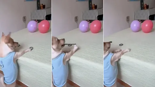 狗狗「神射橡皮筋」全部命中 網驚呆:可以去上學了