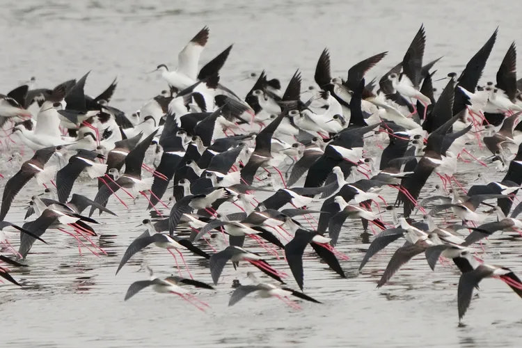 高蹺鴴。新竹市府提供
