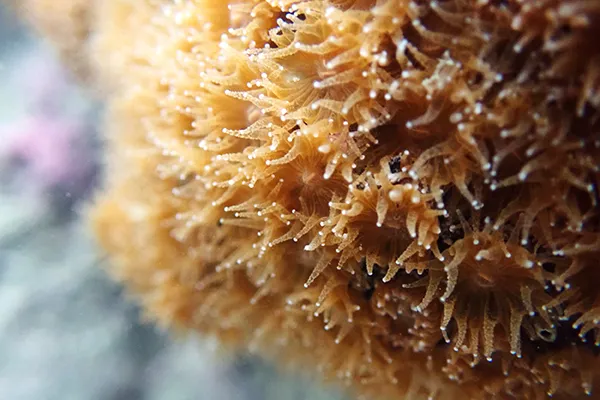 柴山多杯孔珊瑚從原本發現75個群株，到2020年已發現超過100個群株了。圖取自第三接收站專網