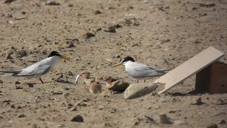 小燕鷗每年都可以在桃園繁殖育幼，其平均繁殖成功率從原本兩、三成提升至七成以上。圖取自第三接收站專網