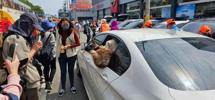 還有人載著狗狗追媽祖。李肇中提供