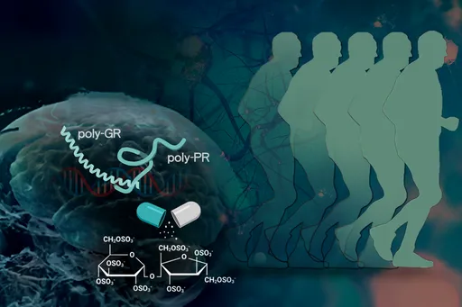 漸凍症、阿茲海默症治療新思路 中研院團隊以「雙醣分子」減緩神經元退化