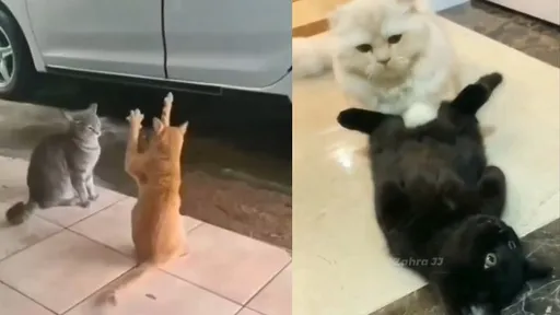 異界喵星人穿越過來了 迷惑行為荒誕成可愛天花板