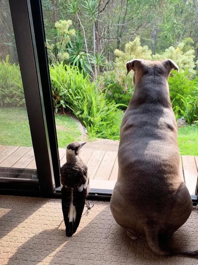 佩姬（右）與莫利形影不離，感情超好。翻攝佩姬與莫利臉書