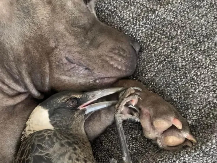 佩姬與莫利甚至會一起睡覺。翻攝佩姬與莫利臉書