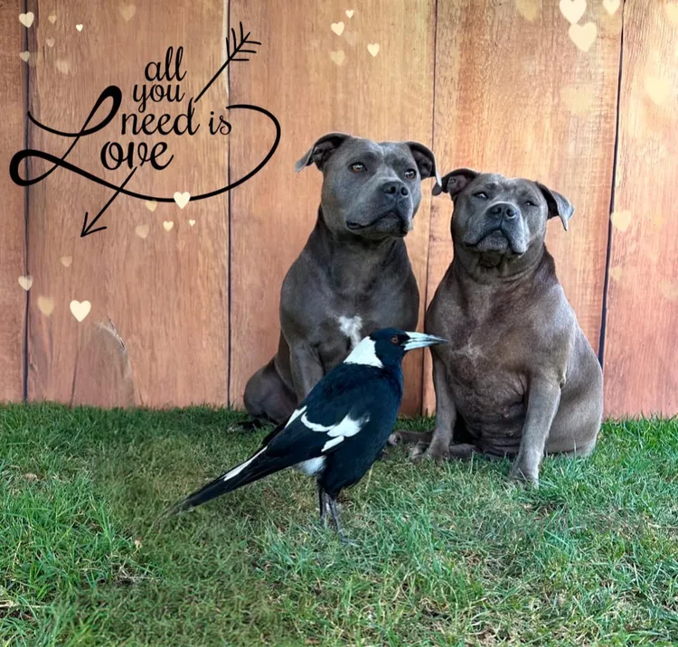 莫利跟麻吉佩姬母女檔相處融洽。翻攝佩姬與莫利臉書