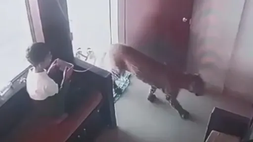 男童滑手機「驚見野豹進屋」　淡定！他悄然離開鎖門逮到猛獸