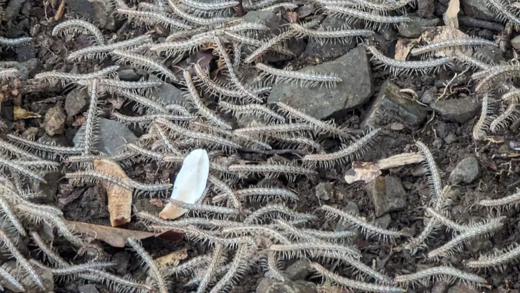 翻攝自臉書「肉腳登山隊」