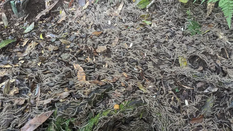 大樹週邊地面也全布滿「馬陸」。翻攝自臉書「肉腳登山隊」