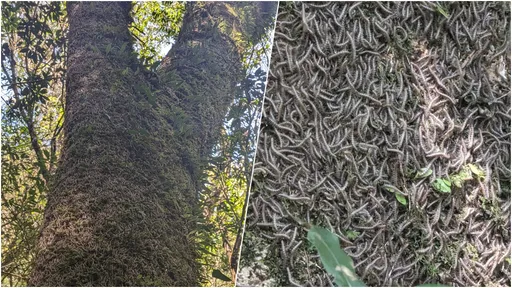 慎入！巨量「馬陸」爬滿大樹　網嚇壞：921前也這樣