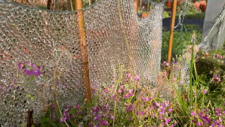 冰柱交織結成冰網。武陵農場提供