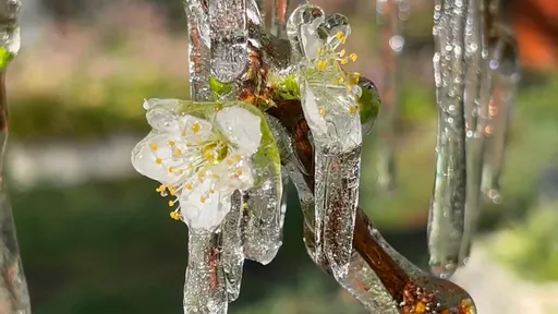 武陵農場三月天曝零下0.6度低溫 冰晶宮、捕夢網再現!宛若置身冰封世界