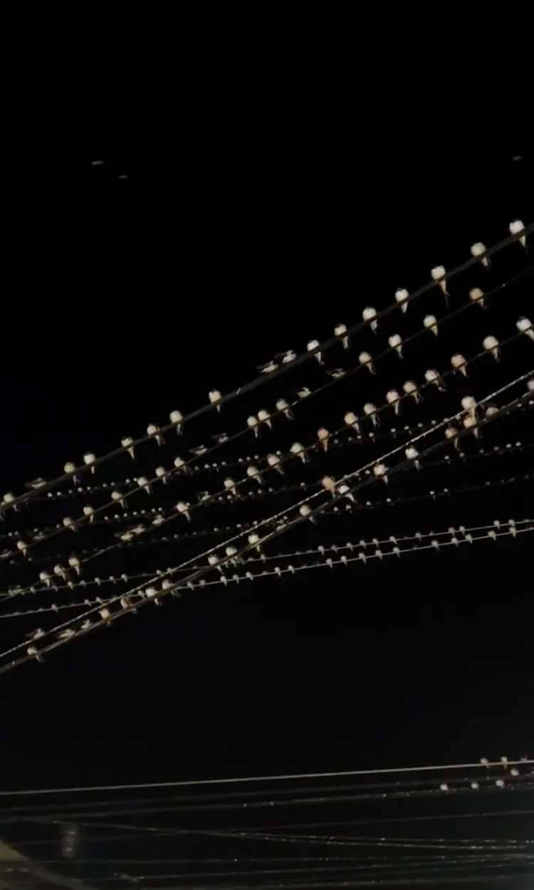 燕子停在電線上密密麻麻，蔚為奇觀。取自社會事