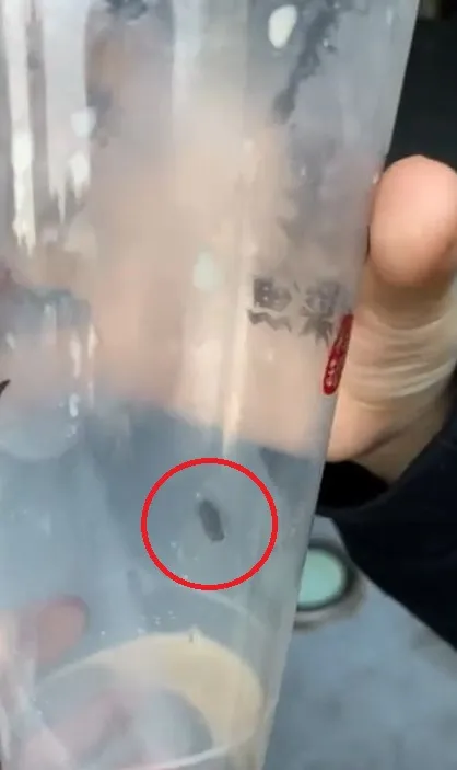 網友原本以為是加了仙草，發現有腳和翅膀才確定是蒼蠅。翻攝Dcard