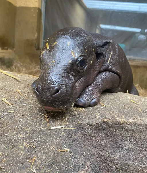 瀕危世界僅存2000隻 竟在動物園產子全體欣喜若狂