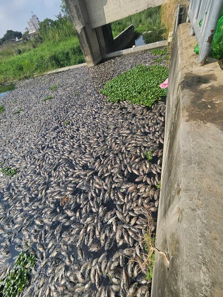 水面上滿是魚屍，看起來十分駭人。江和樹提供