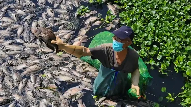 魚屍眼睛凸起，江和樹研判是中毒死亡。江和樹提供