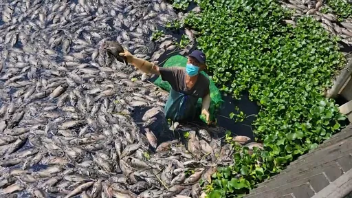 台中頭汴坑溪滿佈魚屍!駭人畫面曝光 疑上游工廠偷排廢水釀禍