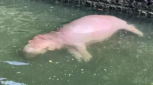工讀生出事了?河馬躺水中變「浮屍」 動物園揭真相:嚇死遊客