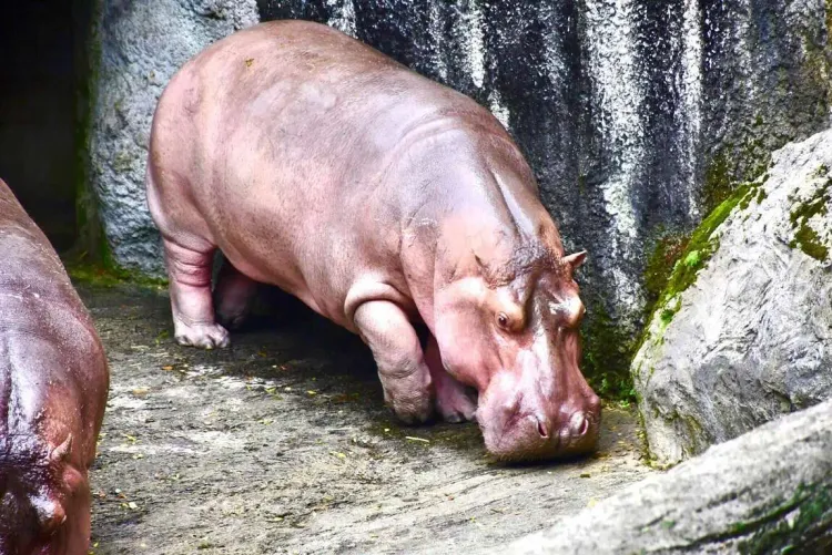 河馬是憋氣大王，可在水中4~5分鐘。翻攝自壽山動物園官網