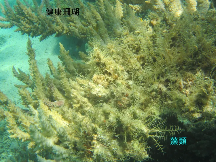藻類會長在死亡珊瑚的骨骼上，佔據珊瑚棲地。中山大學提供