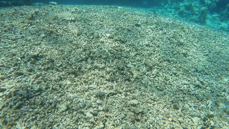 整片的死亡珊瑚骨骼。中山大學提供