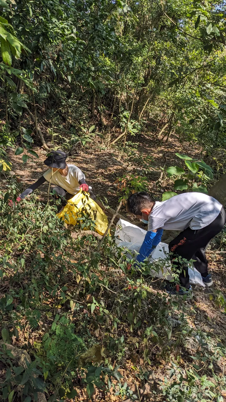 數珠珊瑚飾外來園藝植物，中山師生進行移除。中山大學提供