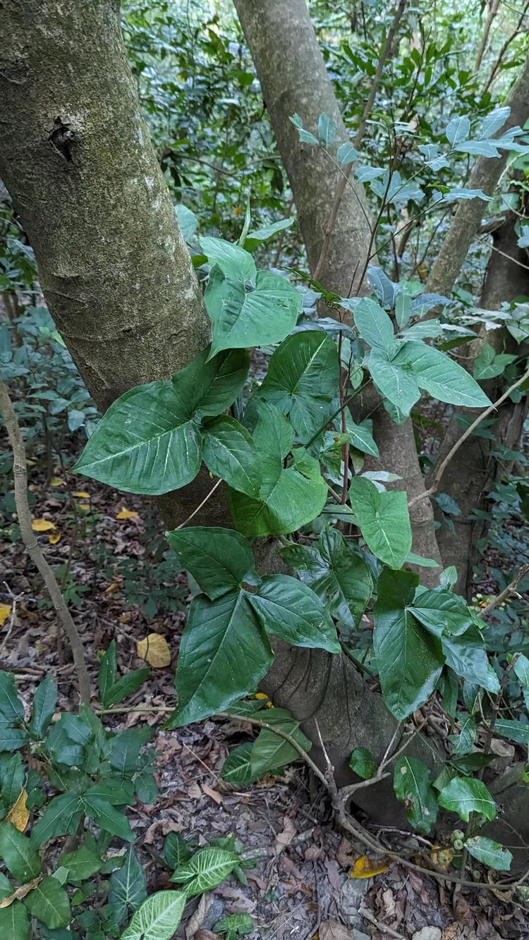 合果芋攀上樹冠，巨大的葉片也會增加攀附樹木的生長負擔。中山大學提供